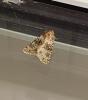 Hecatera dysodea